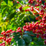 Arabica Coffee Extract