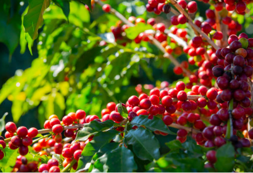 Arabica Coffee Extract